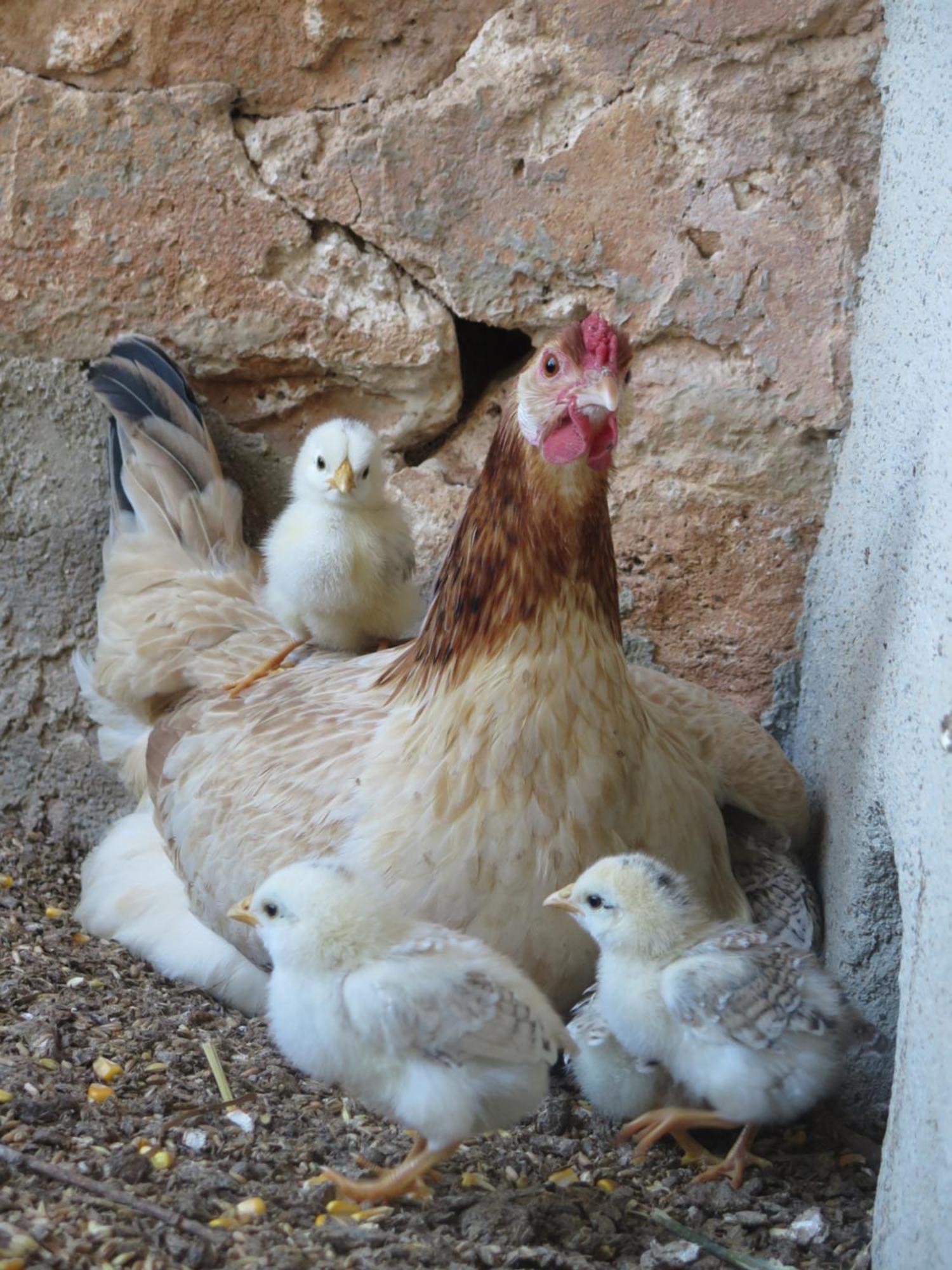Finca Sa Cova Vella Manacor  Buitenkant foto