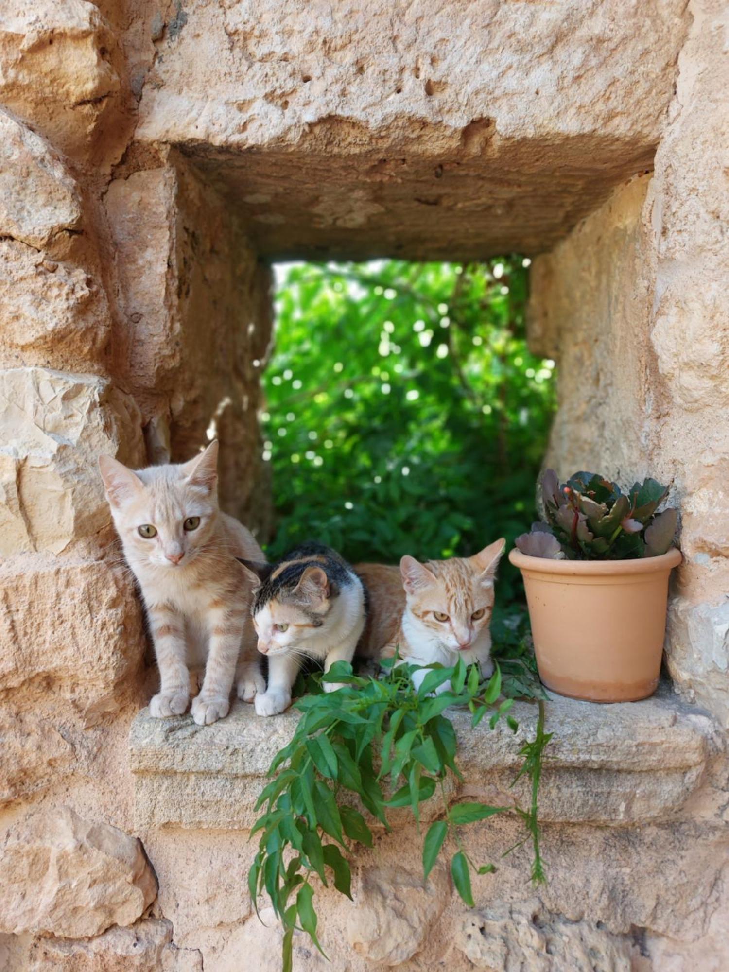 Finca Sa Cova Vella Manacor  Buitenkant foto