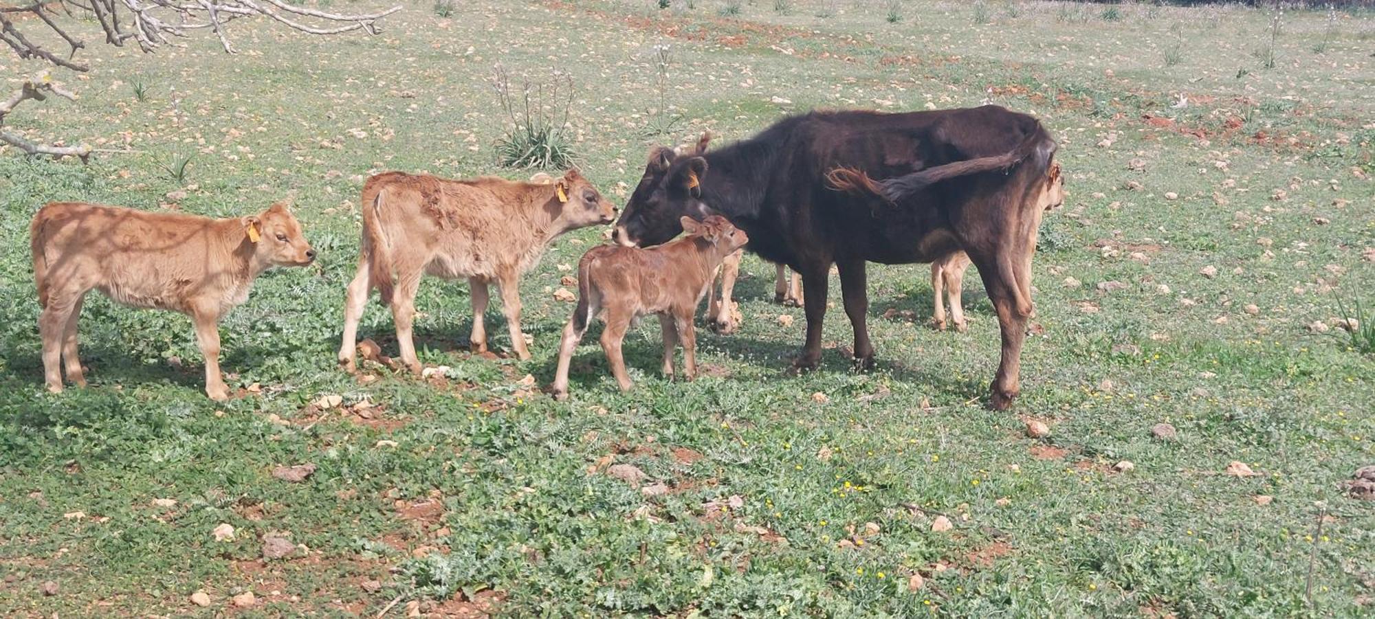 Finca Sa Cova Vella Manacor  Buitenkant foto