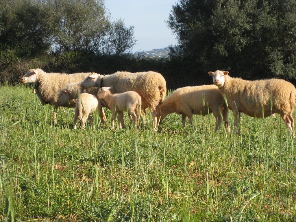 Finca Sa Cova Vella Manacor  Buitenkant foto